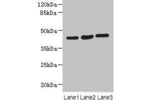 Western blot All lanes: MAPKAPK3 antibody at 4. (MAPKAP Kinase 3 antibody  (AA 1-240))
