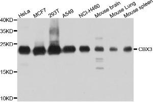 Western blot analysis of extracts of various cell lines, using CBX3 antibody (ABIN5971255) at 1/1000 dilution. (CBX3 antibody)