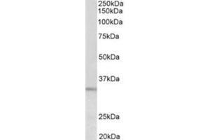 AP31956PU-N PI15 antibody staining of HeLa lysate at 0.