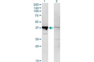 Western Blot analysis of MAPK14 expression in transfected 293T cell line by MAPK14 monoclonal antibody (M02), clone 1C9. (MAPK14 antibody  (AA 2-100))