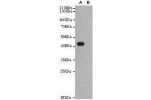 Western blot of Wnt5b A) transfected and (B) untransfected CHO-K1 cell lysate with WNT5B antibody at 1:1000. (WNT5B antibody)