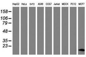 Image no. 7 for anti-FXYD Domain Containing Ion Transport Regulator 3 (FXYD3) antibody (ABIN1498341)