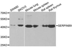 Western blot analysis of extracts of various cell lines, using SERPINB9 antibody. (SERPINB9 antibody  (AA 1-376))