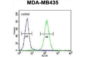 SMYD4 Antibody (C-term) flow cytometric analysis of MDA-MB435 cells (right histogram) compared to a negative control cell (left histogram). (SMYD4 antibody  (C-Term))