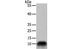 Western Blot analysis of 293T cell using COX7B Polyclonal Antibody at dilution of 1:700 (COX7B antibody)