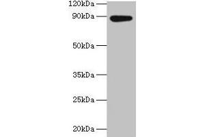 Western blot All lanes: AFG3L2 antibody at 2 μg/mL + EC109 whole cell lysate Secondary Goat polyclonal to rabbit IgG at 1/15000 dilution Predicted band size: 89 kDa Observed band size: 89 kDa