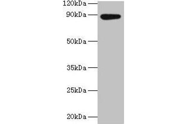 AFG3L2 antibody  (AA 550-759)