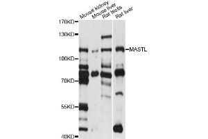 Western blot analysis of extracts of various cell lines, using MASTL antibody (ABIN6293357) at 1:1000 dilution. (MASTL antibody)
