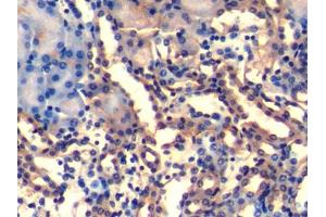 DAB staining on IHC-P; Samples: Mouse Kidney Tissue (UQCRB antibody  (AA 3-111))