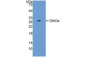 Western blot analysis of recombinant Mouse LAG3. (LAG3 antibody  (AA 274-504))