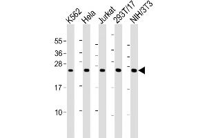 All lanes : Anti-PSMB3 Antibody (Center) at 1:2000 dilution Lane 1: K562 whole cell lysates Lane 2: Hela whole cell lysates Lane 3: Jurkat whole cell lysates Lane 4: 293T/17 whole cell lysates Lane 5: NIH/3T3 whole cell lysates Lysates/proteins at 20 μg per lane. (PSMB3 antibody  (AA 150-185))