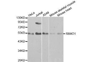 Western blot analysis of extracts of various cell lines, using SMAD1 antibody.