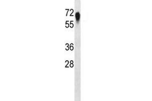 Western Blotting (WB) image for anti-Complement Decay-Accelerating Factor (CD55) (AA 51-79) antibody (ABIN3030560)
