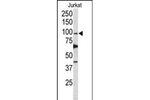 Western blot analysis of POLD1 Antibody (Center) (ABIN650753 and ABIN2839484) in Jurkat cell line lysates (35 μg/lane). (POLD1 antibody  (AA 710-739))