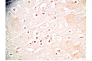 Mouse brain tissue was stained by Rabbit Anti-Augurin Prepro (108-132) (Human) Antibody (C2orf40 antibody  (Preproprotein))