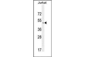 Western blot analysis of SELPLG Antibody (C-term) Cat. (SELPLG antibody  (C-Term))