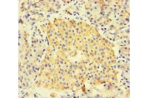 Immunohistochemistry of paraffin-embedded human pancreatic tissue using ABIN7153002 at dilution of 1:100 (FNIP1 antibody  (AA 221-508))
