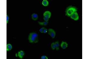 RASL11B antibody  (AA 1-248)