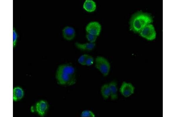 RASL11B antibody  (AA 1-248)