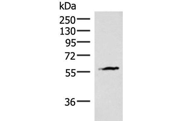 INSM2 antibody