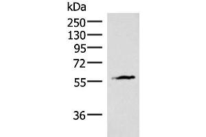Western blot analysis of Mouse heart tissue lysate using INSM2 Polyclonal Antibody at dilution of 1:400 (INSM2 antibody)