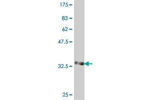 Western Blot detection against Immunogen (36. (ST6GALNAC1 antibody  (AA 43-132))