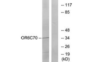 Western blot analysis of extracts from Jurkat cells, using OR6C70 Antibody.