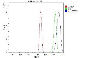 Flow Cytometry analysis of A431 cells using anti-YY1 antibody (ABIN7603000). (YY1 antibody  (Middle Region))