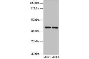 Western blot All lanes: CCDC42 antibody at 0. (CCDC42 antibody  (AA 1-242))