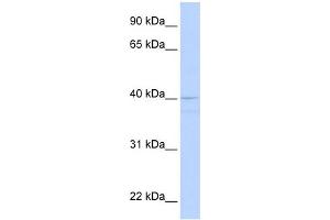 WB Suggested Anti-CREB3 Antibody Titration:  0. (CREB3 antibody  (Middle Region))