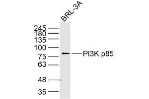 BRL-3A cell lysates probed with PI3K p85 (5C11) Monoclonal Antibody, unconjugated (bsm-33219M) at 1:300 overnight at 4°C followed by a conjugated secondary antibody for 60 minutes at 37°C. (PIK3R1 antibody  (AA 1-110))
