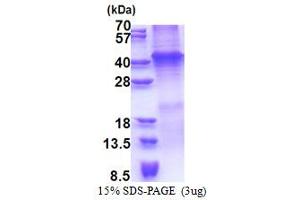 SDS-PAGE (SDS) image for Wingless-Type MMTV Integration Site Family, Member 7A (WNT7A) (AA 32-349) protein (His tag) (ABIN5853283) (WNT7A Protein (AA 32-349) (His tag))