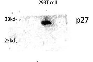 Western Blot (WB) analysis of lysis using p27 antibody. (P27 (Ser235) antibody)