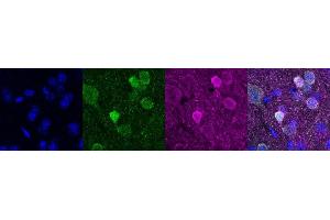 Immunohistochemistry (IHC) image for anti-Purkinje Cell Protein 4 (PCP4) antibody (ABIN7456054) (PCP4 antibody)