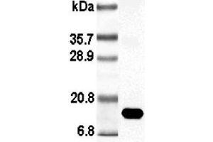 Western blot analysis using anti-Leptin (rat), pAb (Biotin)  at 1:1'000 dilution.