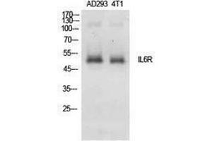 Western Blotting (WB) image for anti-Interleukin 6 Receptor, alpha (IL6RA) (Internal Region) antibody (ABIN3181401)