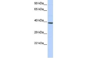 Western Blotting (WB) image for anti-Homeobox A2 (HOXA2) antibody (ABIN2458340) (HOXA2 antibody)