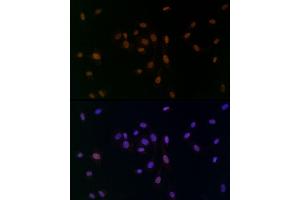Immunofluorescence analysis of NIH/3T3 cells using TCE Rabbit mAb (ABIN7270877) at dilution of 1:25 (40x lens). (TCEA1 antibody)