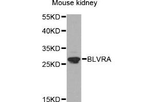 Western blot analysis of extracts of mouse kidney, using BLVRA antibody (ABIN5971952) at 1/1000 dilution. (Biliverdin Reductase antibody)