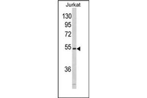 Image no. 1 for anti-Microfibrillar Associated Protein 1 (MFAP1) (AA 28-58), (N-Term) antibody (ABIN357248) (MFAP1 antibody  (N-Term))