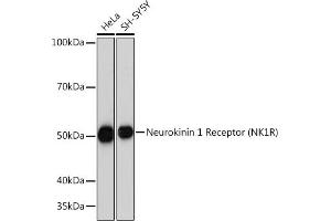 Western blot analysis of extracts of various cell lines, using Neurokinin 1 Receptor (NK1R) (NK1R) Rabbit mAb (ABIN7270711) at 1:1000 dilution. (TACR1 antibody)