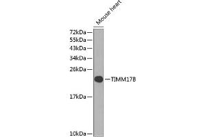 Western blot analysis of extracts of mouse heart, using TIMM17B antibody (ABIN6133375, ABIN6149166, ABIN6149167 and ABIN6224551) at 1:1000 dilution. (TIMM17B antibody  (AA 1-172))