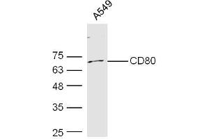 Human A549 probed with Rabbit Anti-CD80 Polyclonal Antibody, Unconjugated  at 1:300 overnight at 4˚C. (CD80 antibody  (AA 111-265))