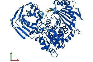 AlphaFold protein structure predicition of Mouse Recombinant Pgm1 Protein, UniprotID Q9D0F9 (Phosphoglucomutase 1 Protein (PGM1) (AA 1-562) (His tag))