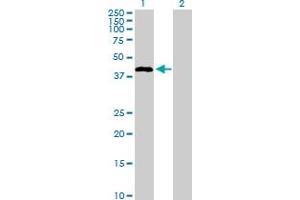 Western Blot analysis of STAC expression in transfected 293T cell line by STAC MaxPab polyclonal antibody. (STAC antibody  (AA 1-402))