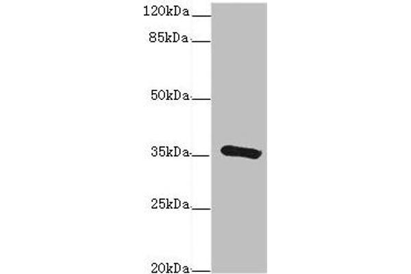 GDA antibody  (AA 165-454)