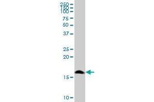 POLR1D MaxPab polyclonal antibody. (POLR1D antibody  (AA 1-133))