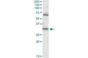 Immunoprecipitation of PDYN transfected lysate using anti-PDYN monoclonal antibody and Protein A Magnetic Bead , and immunoblotted with PDYN MaxPab rabbit polyclonal antibody. (PDYN antibody  (AA 205-254))