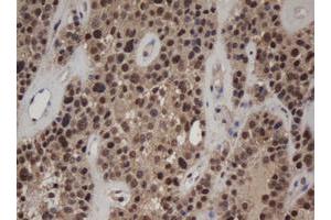 Image no. 2 for anti-Jun Proto-Oncogene (JUN) antibody (ABIN1498937) (C-JUN antibody)