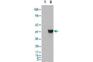 HEK293 overexpressing CORO1A and probed with CORO1A polyclonal antibody  (mock transfection in first lane), tested by Origene. (Coronin 1a antibody  (C-Term))